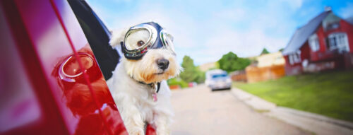 Voiture et animaux de compagnie